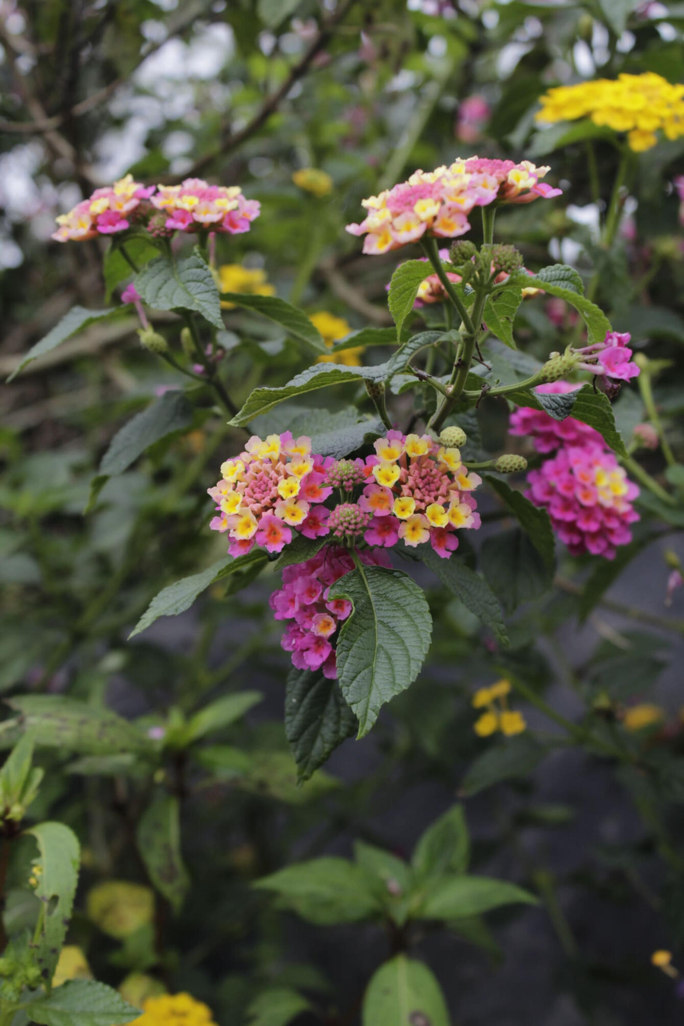The beauty of flowers in the garden